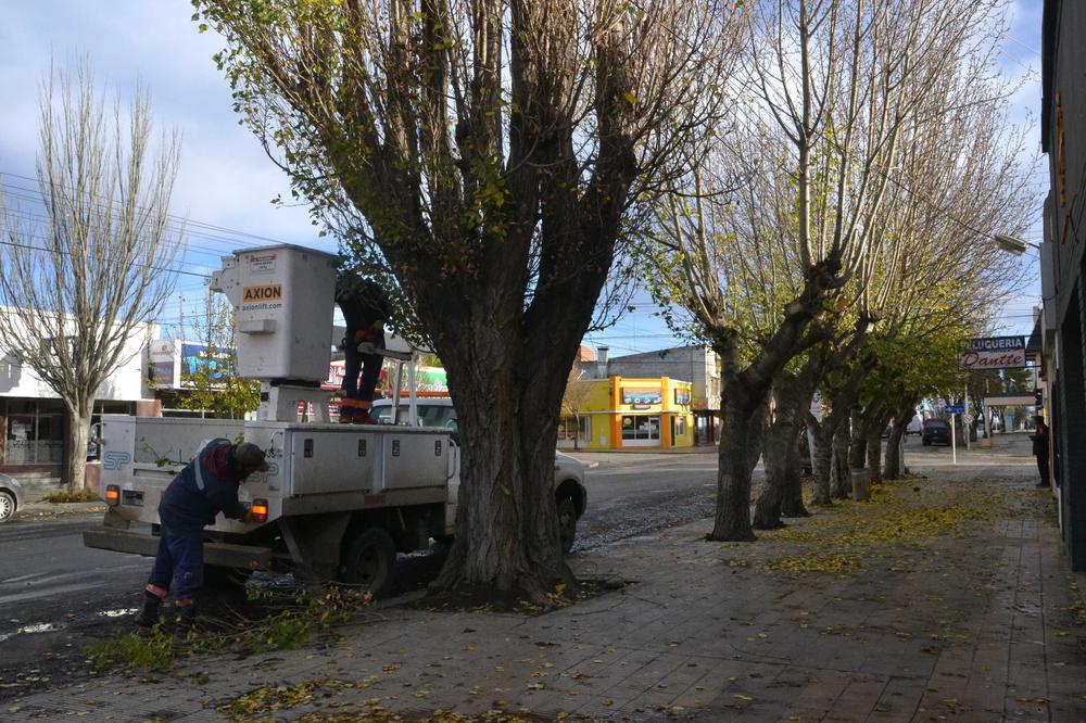 SOP_PODA ALTA ZAPIOLA_26_05 (2)