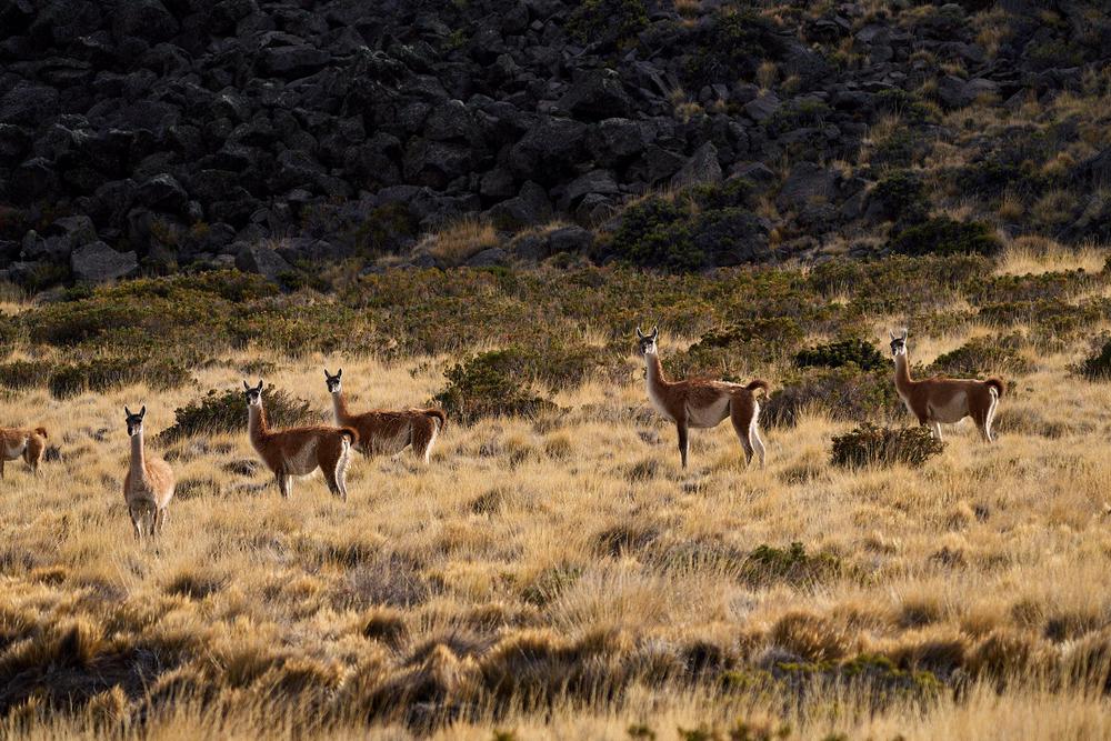 2023-03-24_-_Los_Antiguos_-_PN_Patagonia_39