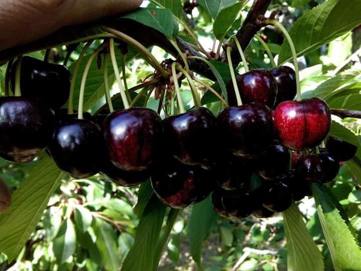 La protección del Zeballos para una producción sustentable 03