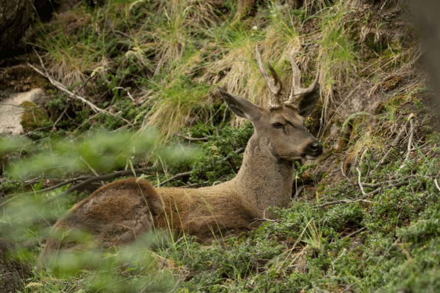 Huemul Macho - foto de Franco Bucci