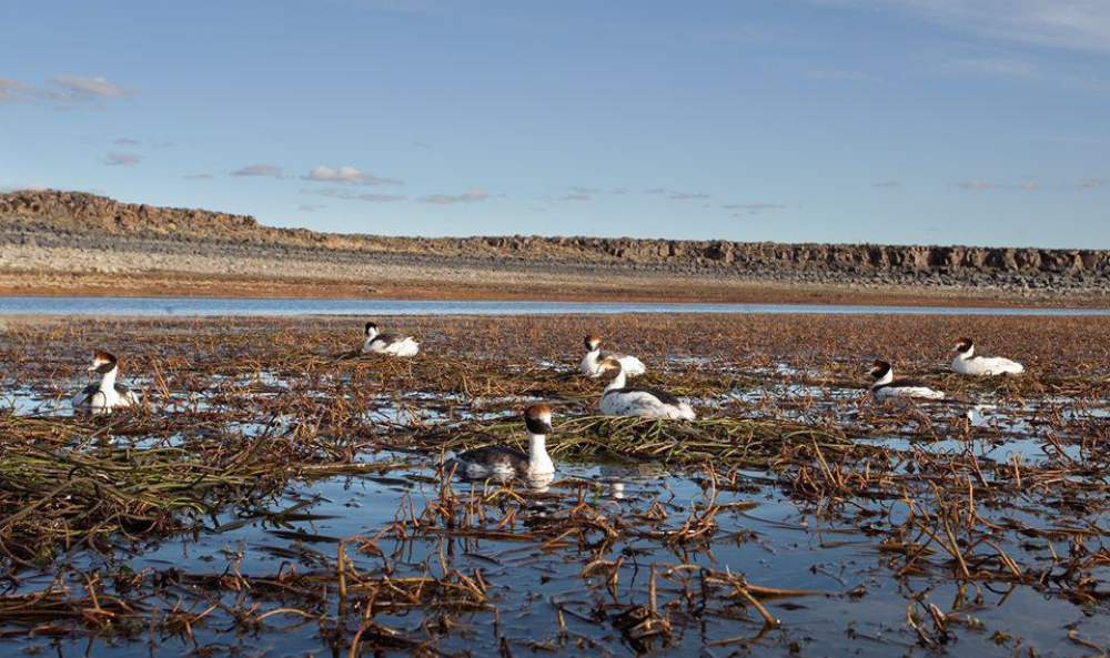FOTO Darío Podestá