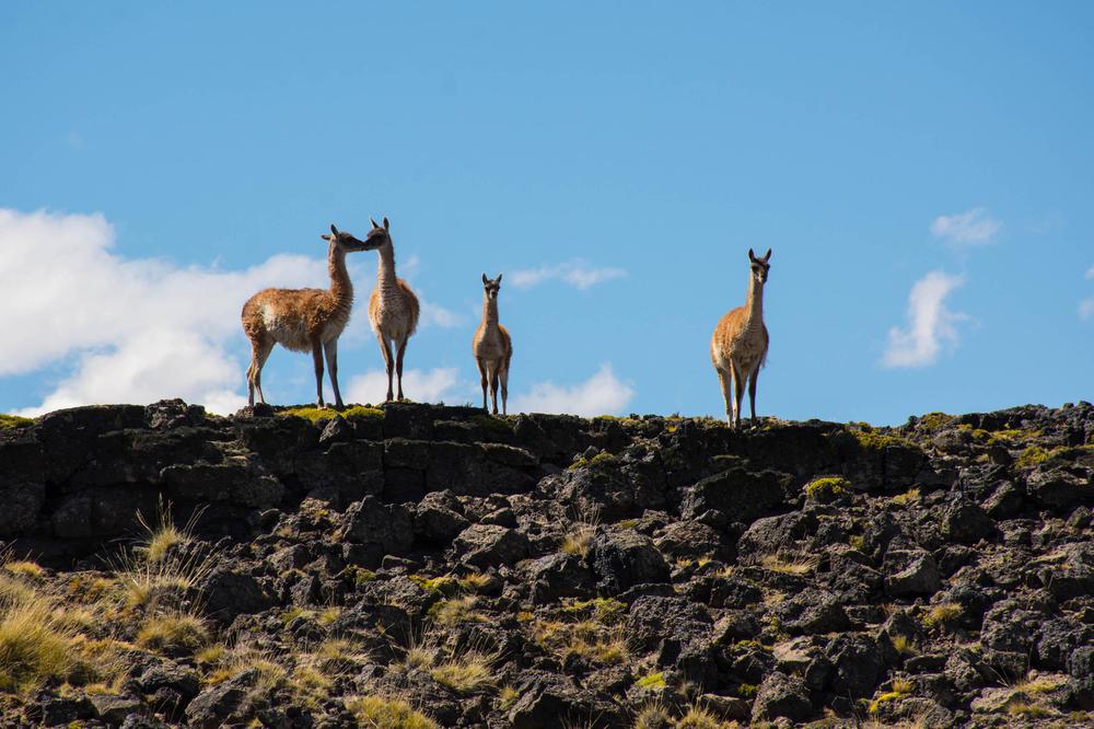 Con la riqueza de un ecosistema completo, el avistamiento de fauna se convierte en el principal atractivo ecoturístico - foto Franco Bucci (40)