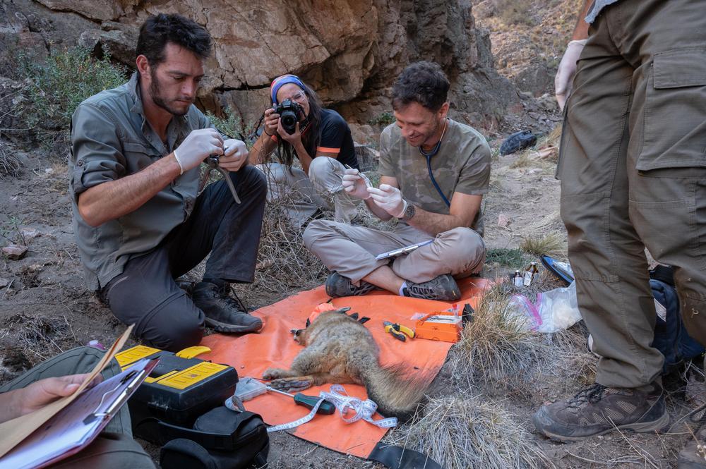 Captura Chinchillón Cañadón de la Y (7)