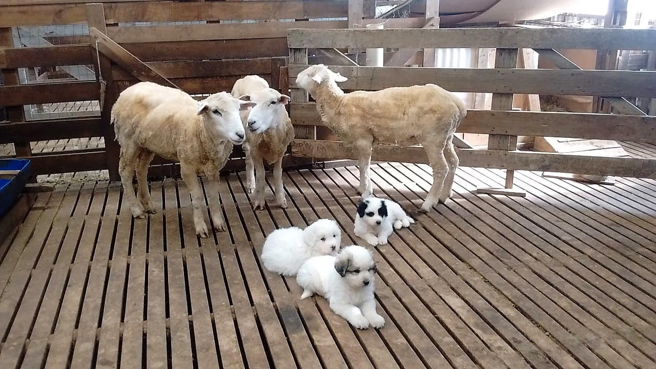 Perros protectores de ganado 2