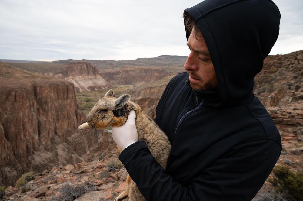 Chinchillón cañadón Pinturas (7)