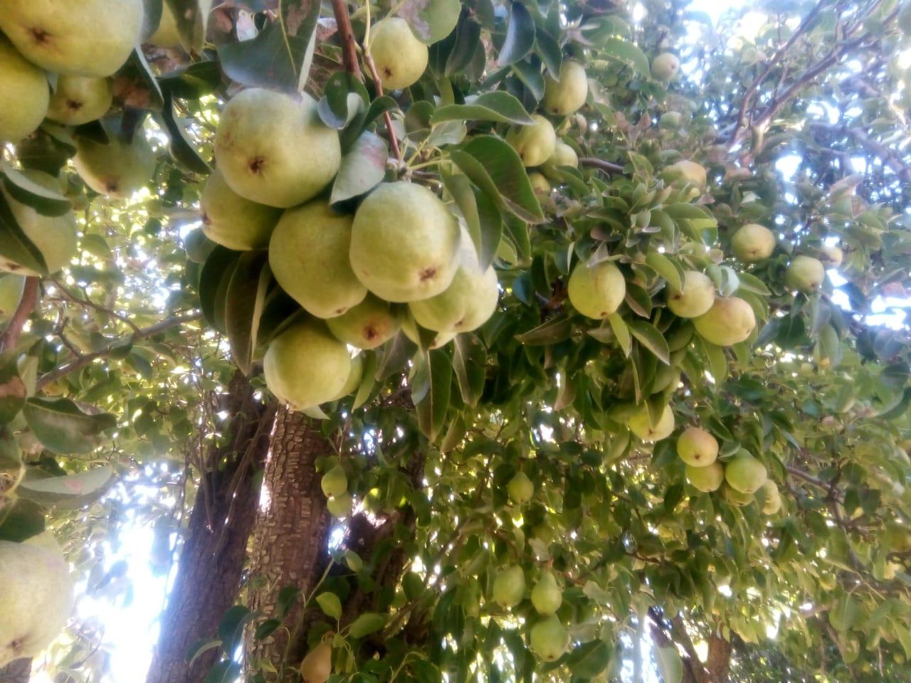 Huerteros Perito Moreno' alimentos agroecologicos para cientos de familias 04