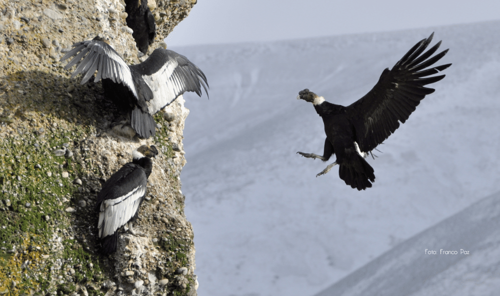 Cóndor Andino Foto Franco Paz