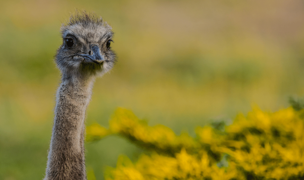 CHOIQUE FRANCO BUCCI PORTAL CAÑADON PINTURAS 00