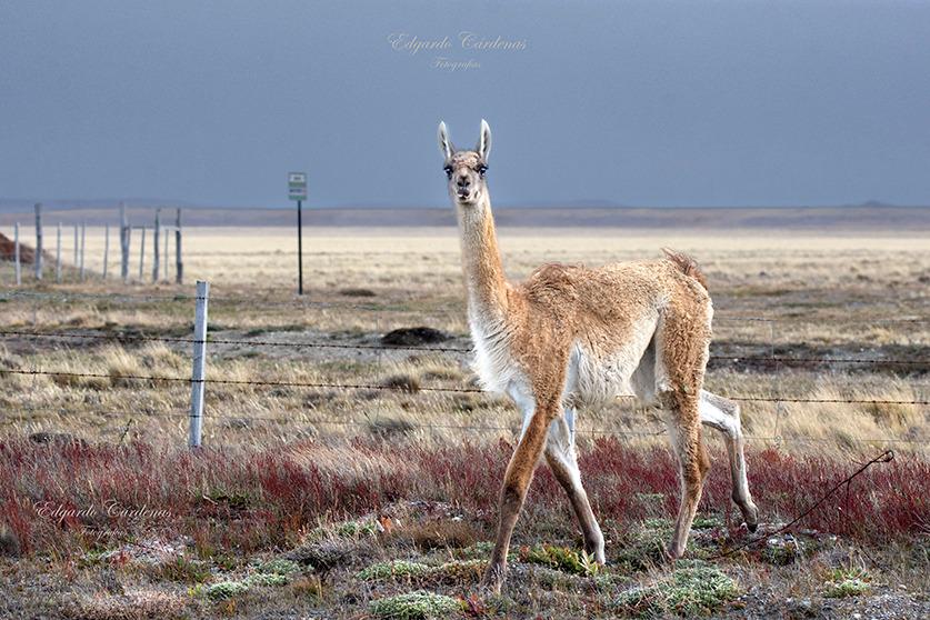 323443593_553098459826985_1213591385671666640_n