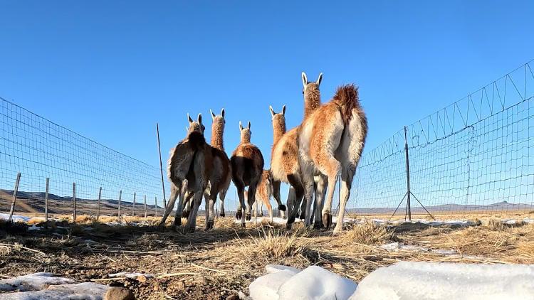 Arreo_de_los_guanacos_en_Santa_Cruz___credito_Franco_Bucci_Rewilding_Argentina_1__rz750