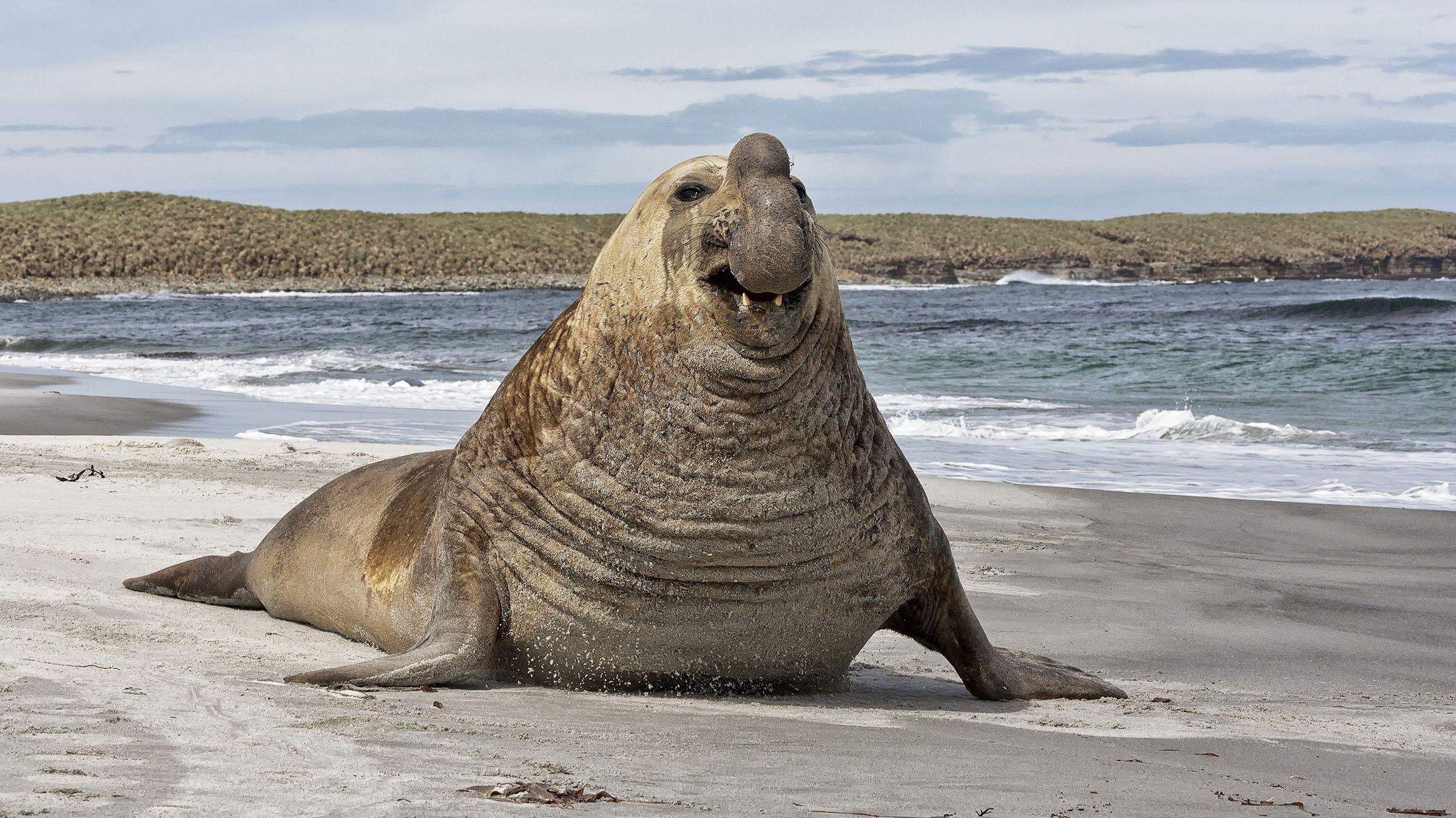 Primer caso de influenza aviar en un elefante marino en Chubut