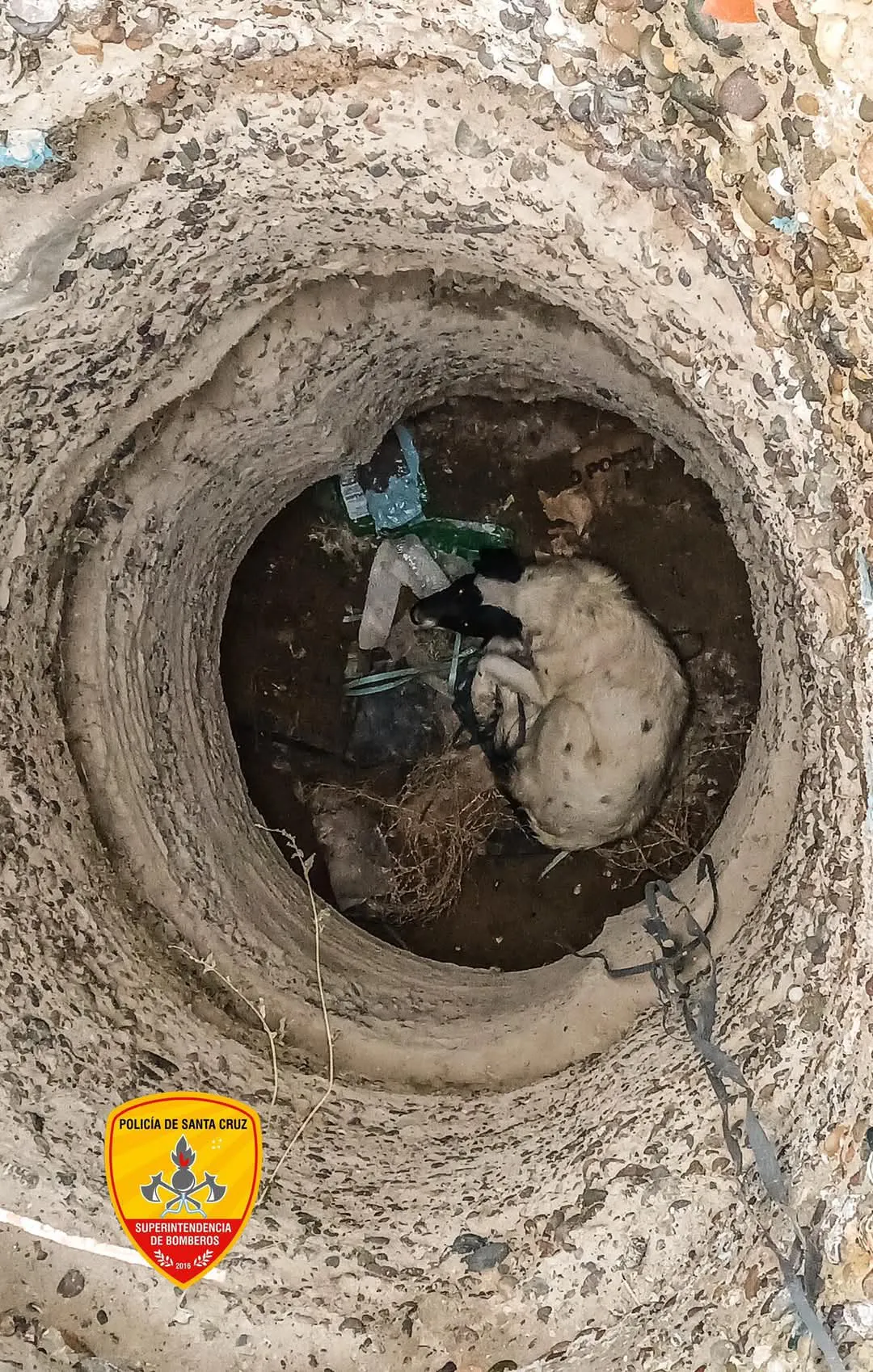Bomberos rescatan a un perro que cayó en un pozo de cuatro metros en ...