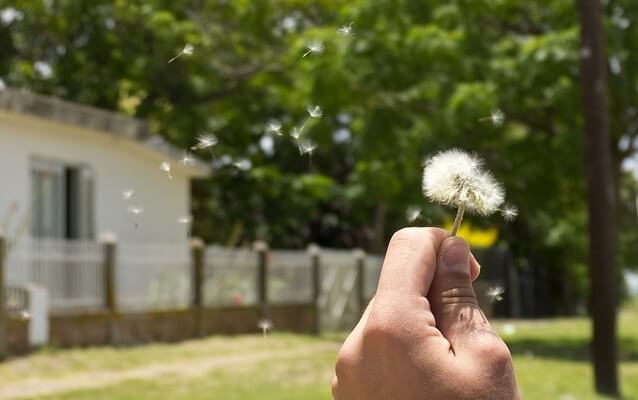 soplarundientedeleon