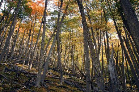 409208455_773488038140198_6234292615969954236_n-450x300