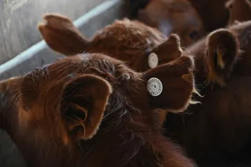 OlZ6sMvq1_360x240__1