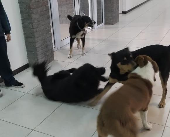 perros