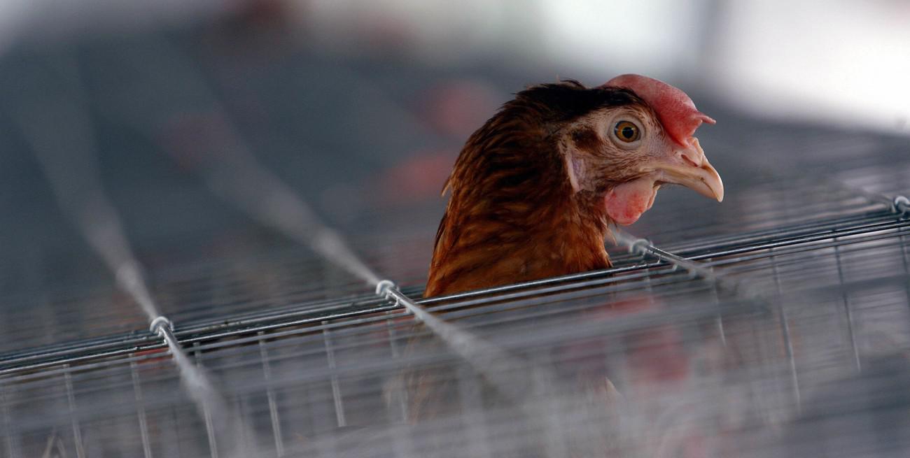 chwGwA06i_1300x655__1