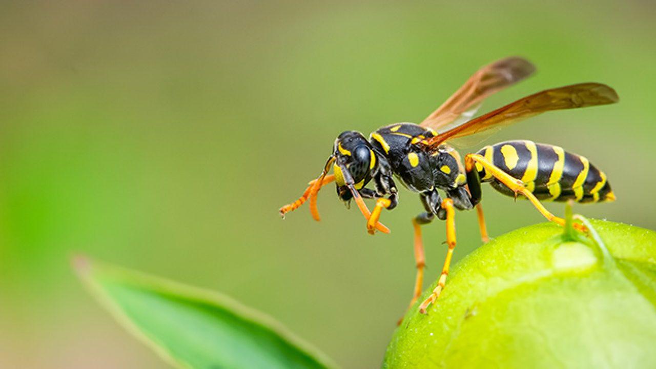 evitar-picaduras-de-avispas-1280x720