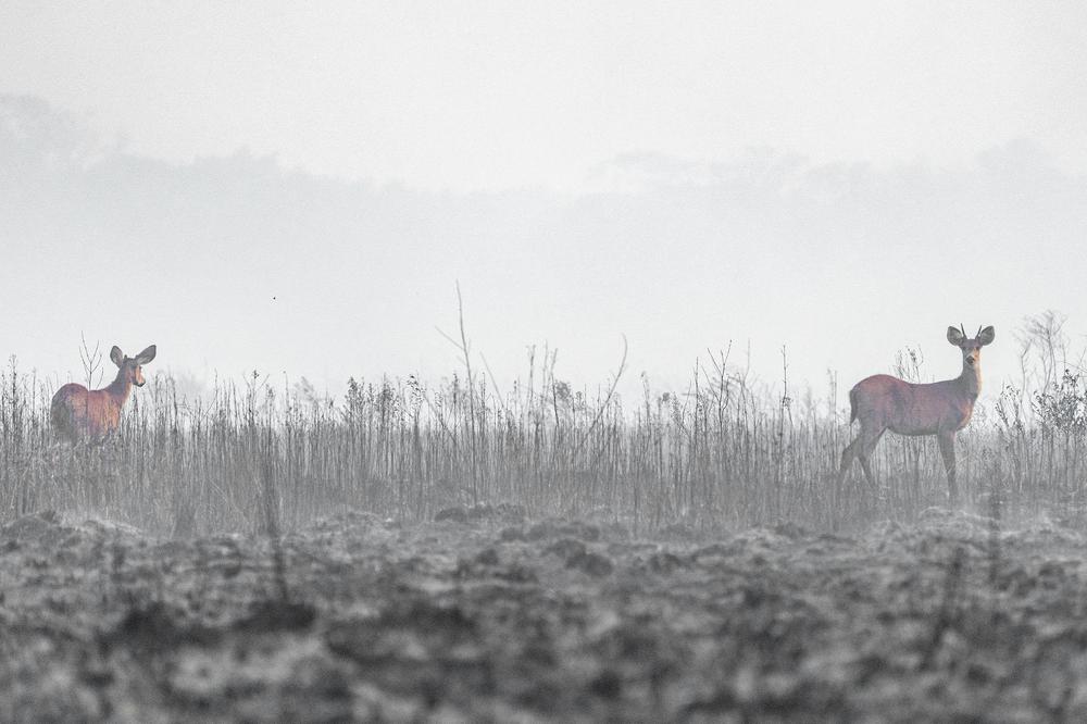 Incendios Iberá (Yerbalito) - Matias Rebak - Fundacion Rewilding Argentina-25