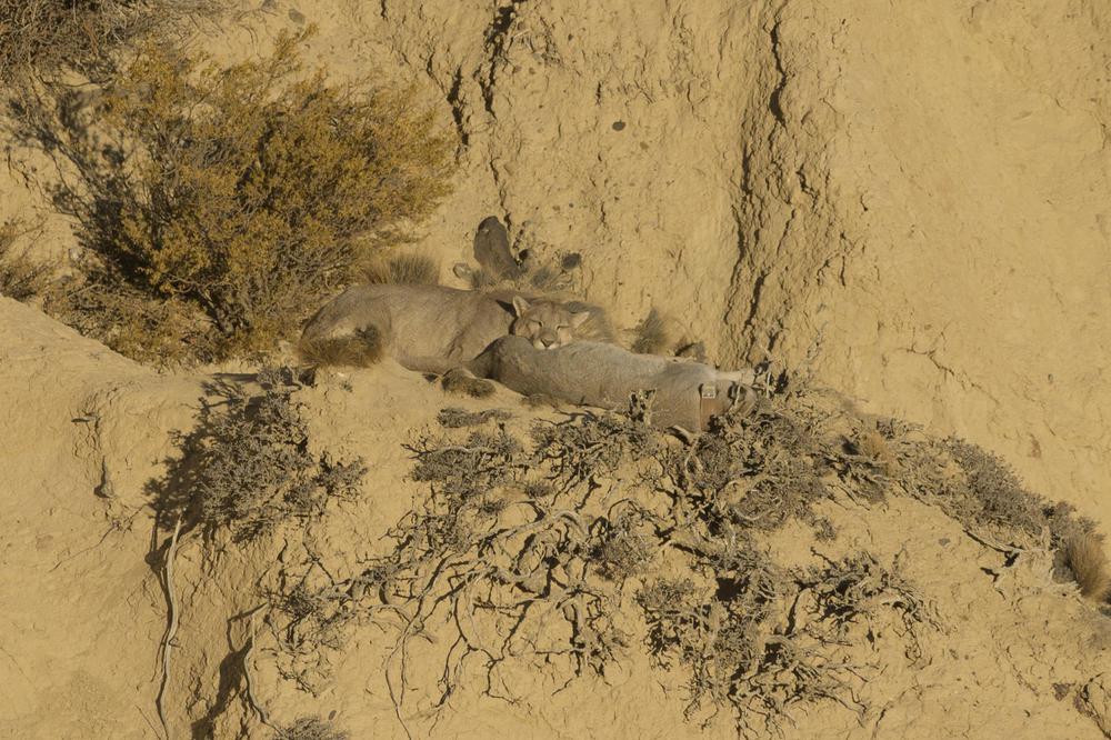 Avistaje Puma- Pa´wen- Franco Bucci (5)