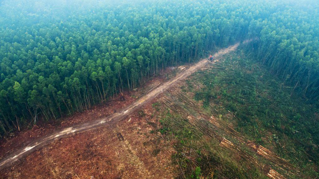deforestacion-1024x576
