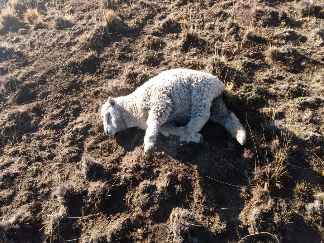 494517101_1273746861424846_1994355695366141442_n