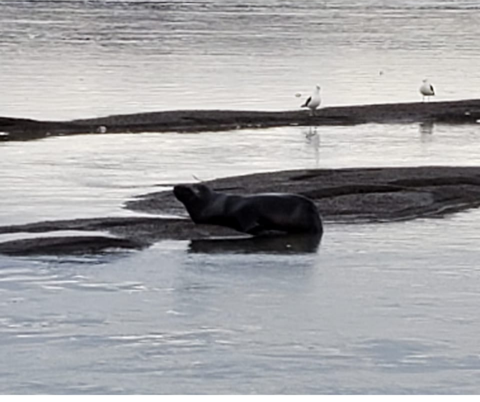 Para EL MEDIADOR  (1)