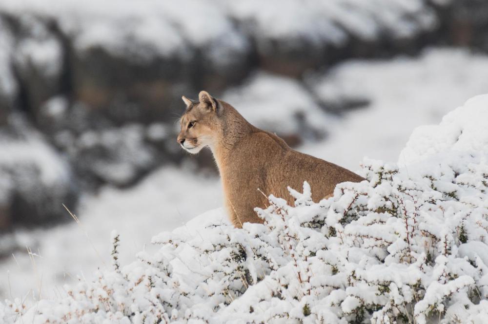 puma 1 @jorgecazenaveWe are Wildlife