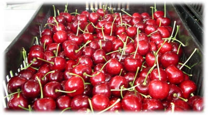 cerezas-los-antiguos