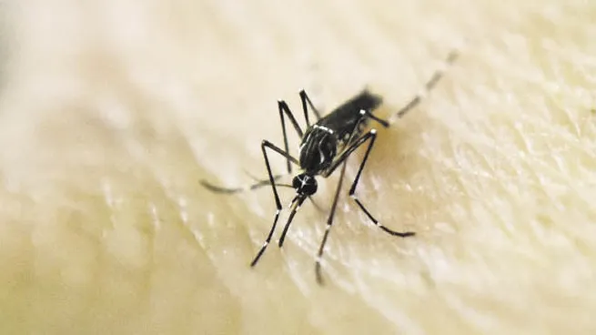p21-dengue-na_optjpeg
