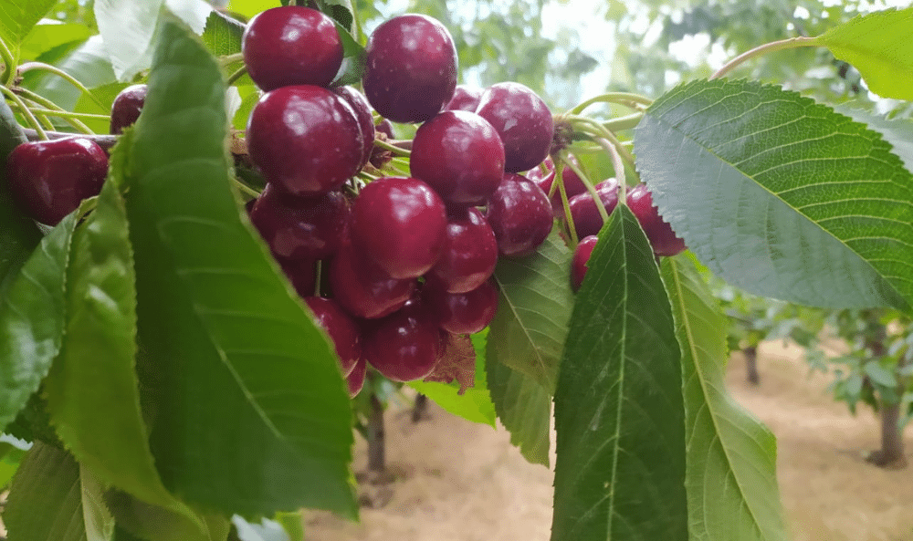 CEREZAS-LOS-ANTIGUOS-EL-OASIS