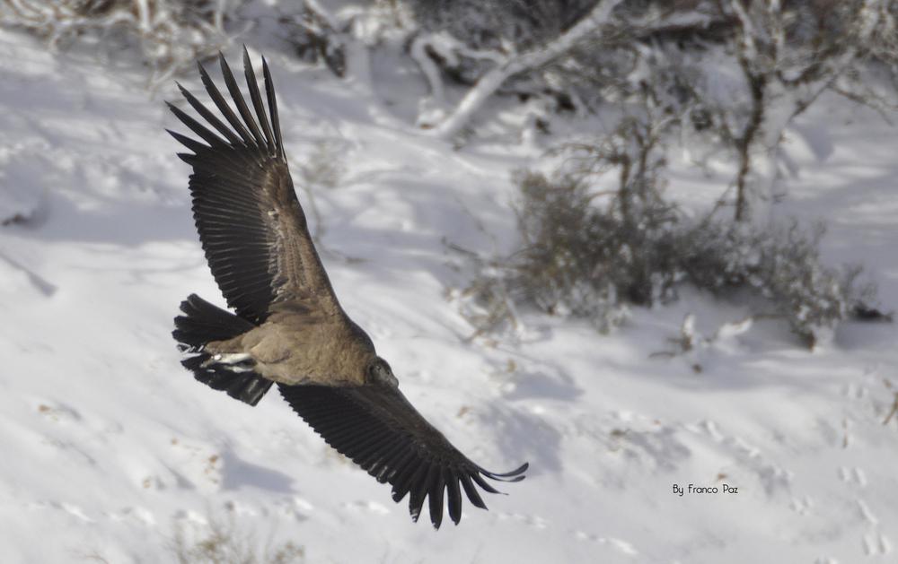 Cóndor andino, el amo de los cielos patagónicos - Foto Franco Paz 01