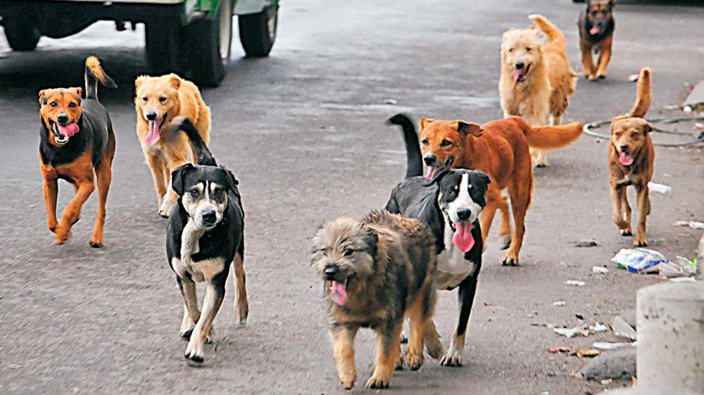 Perros-sueltos