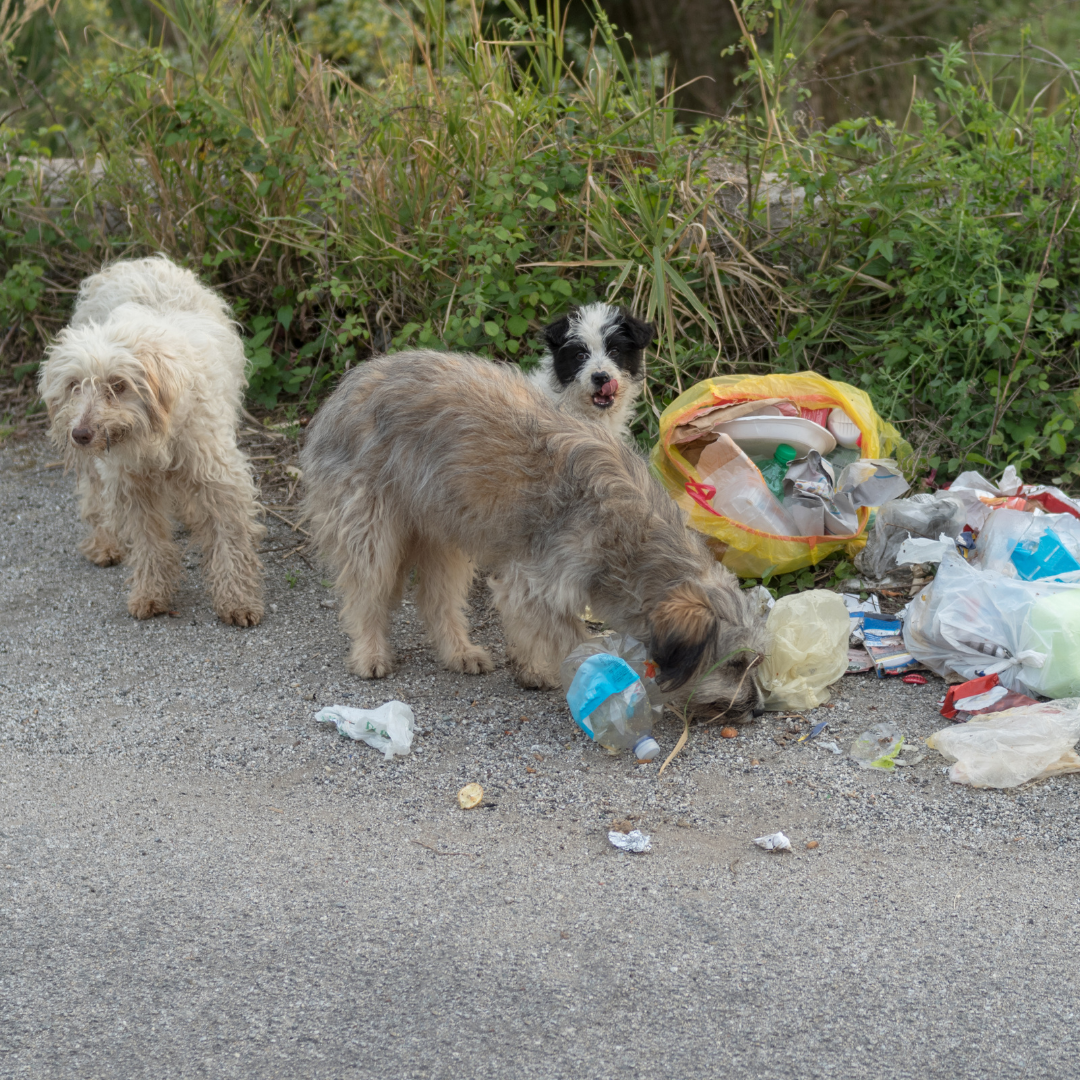 perros callejeros