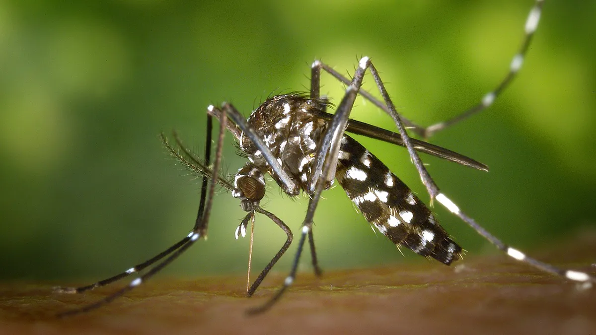 mosquito-dengue-pixabayjpg