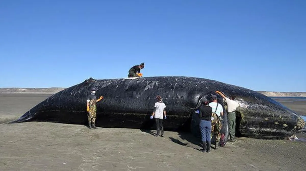 ballenas-muertas-peninsula-valdesjpg