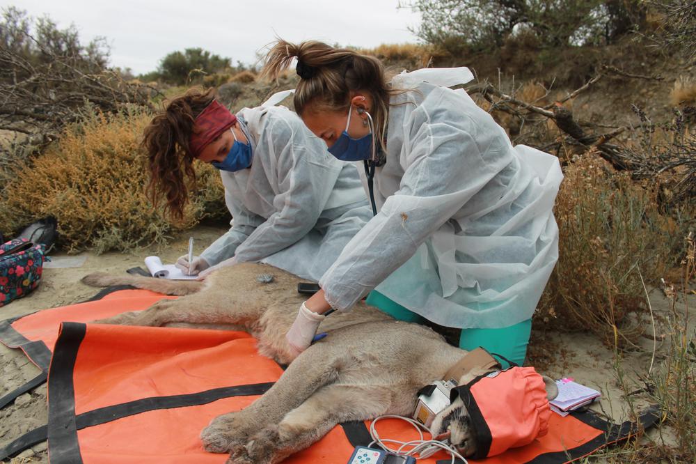 8 M 01INTERNACIONAL DE LA MUJER - CAROLINA CHIARA 02