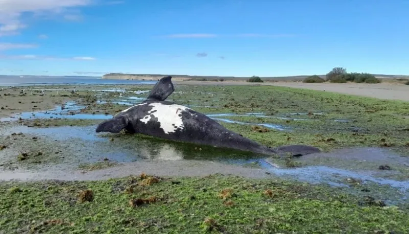 ballena