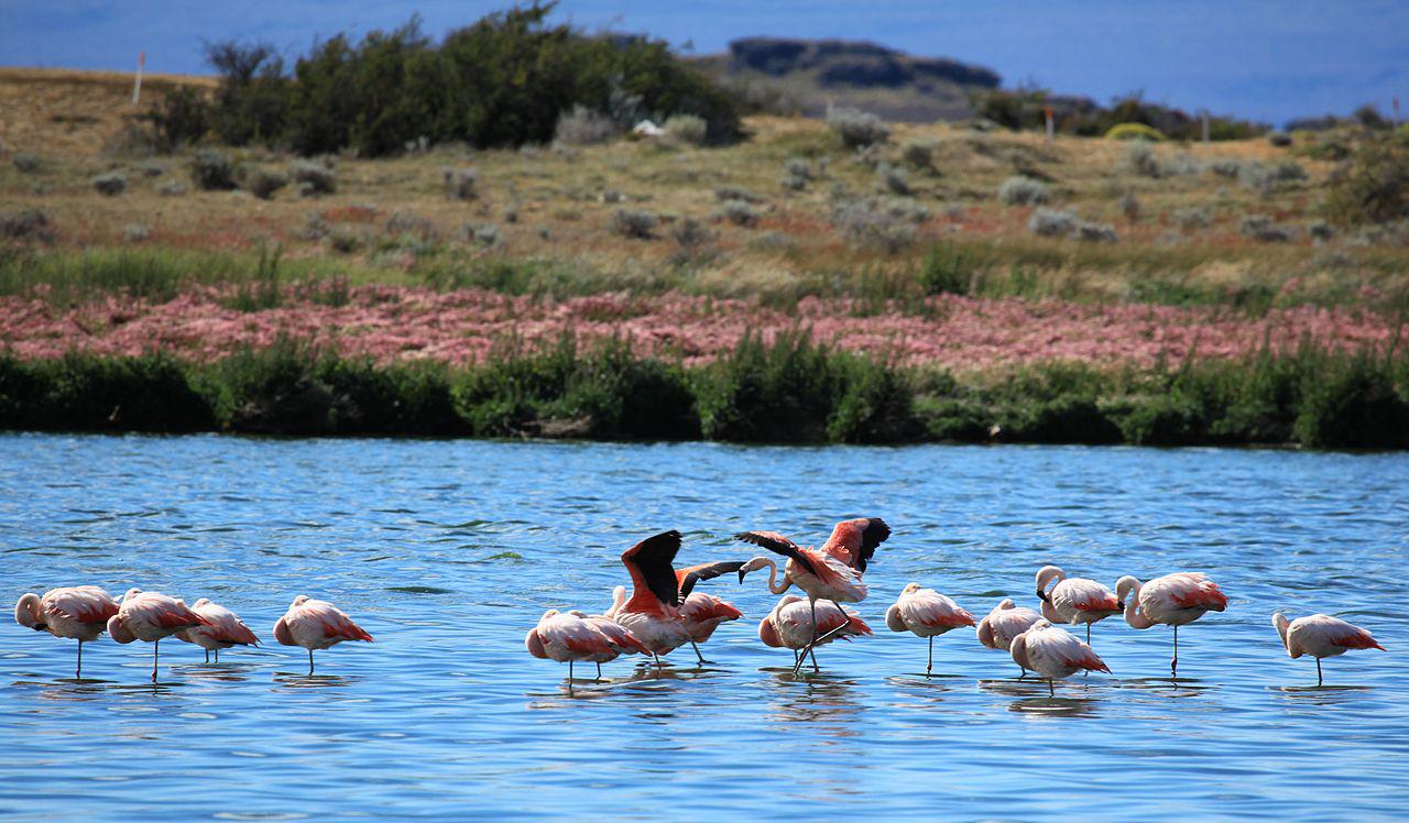 1280px-Chilean_Flamingos_5479397023