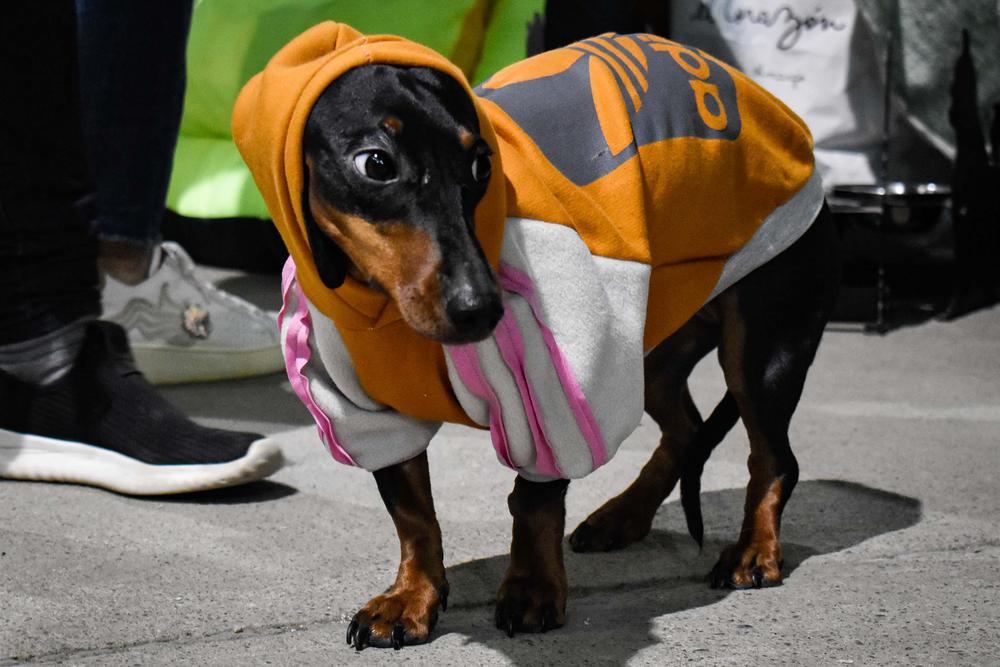 DES_EXPO ANIMAL RECORRIDA Y SORTEO_26_06 (7)