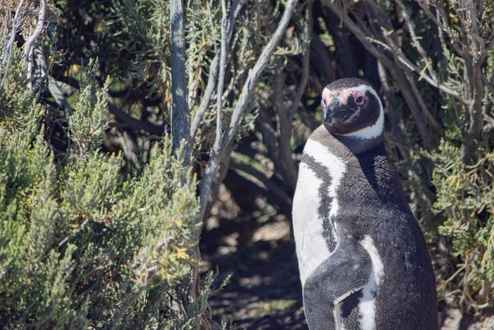 DES-TUR_VISITA PINGUINERA_06_02-31