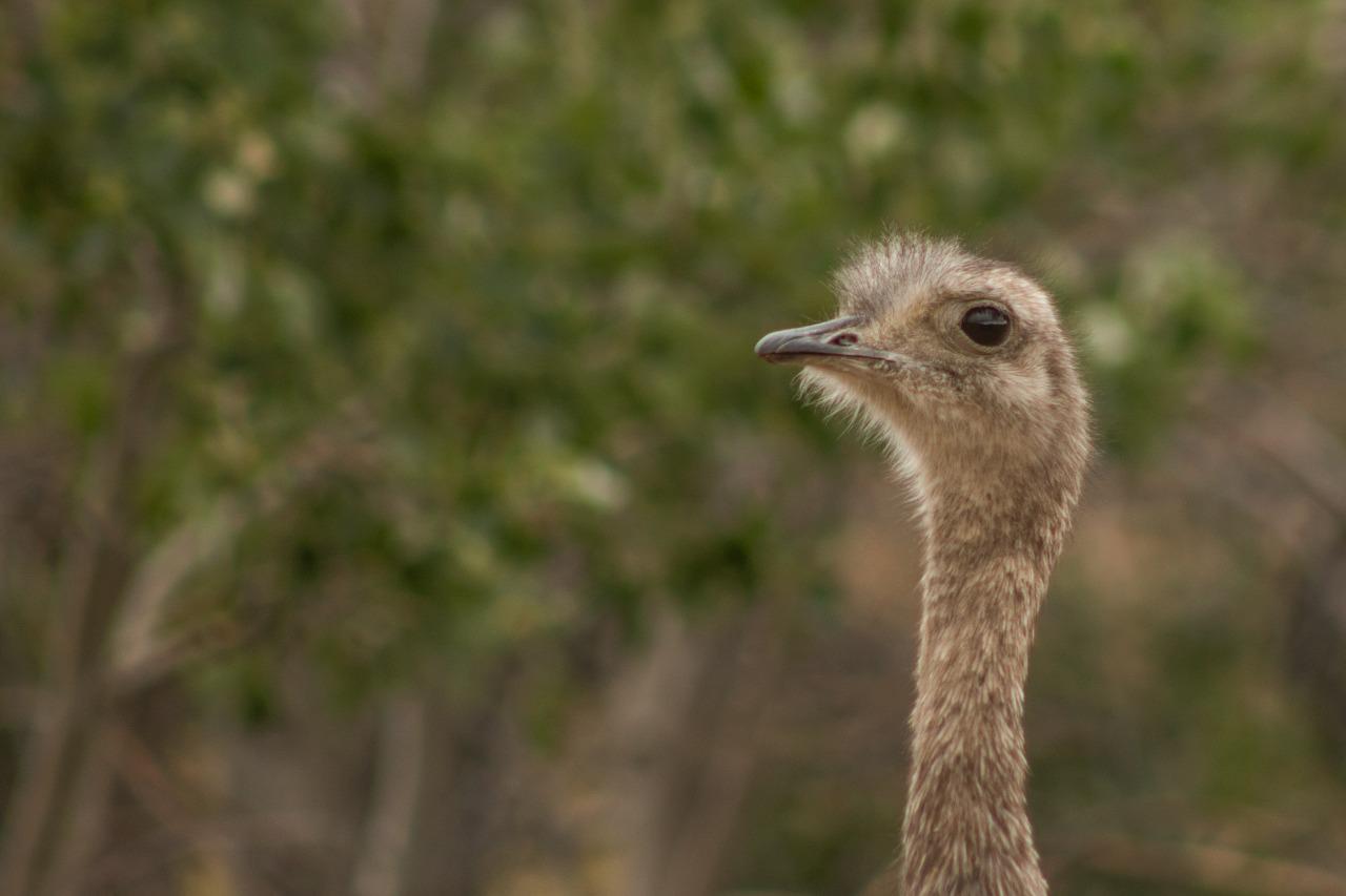 Choique - Foto Melisa Quintero