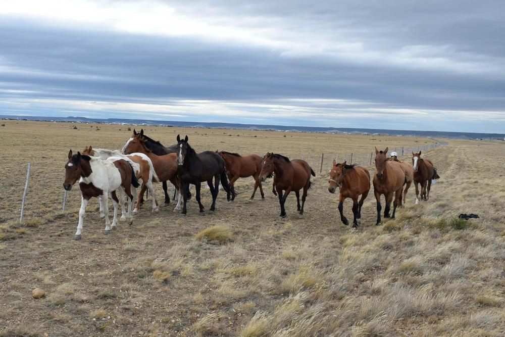 DES-ANIM_CABALLOS_01_02-3