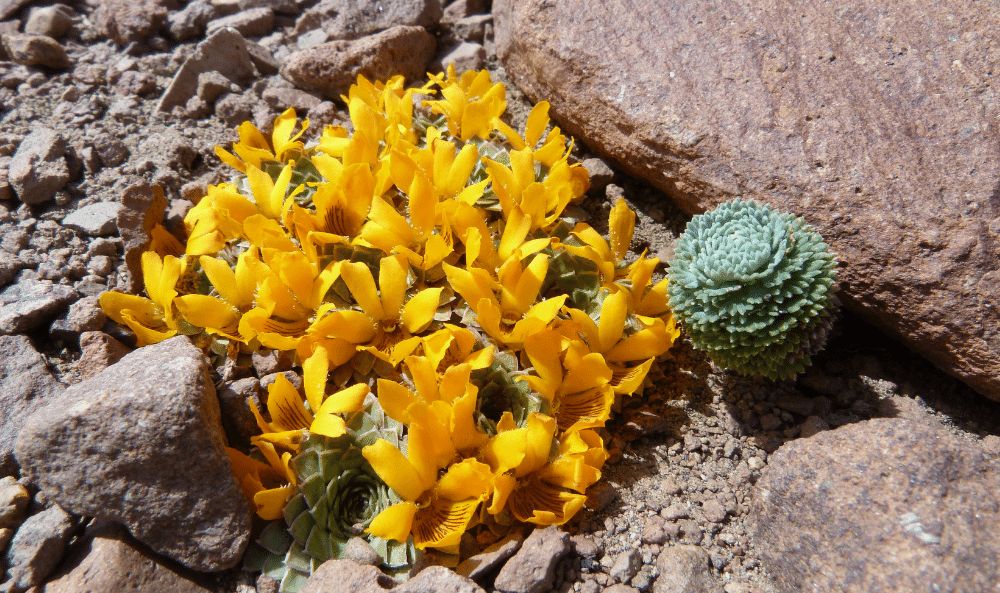 09 Viola auricolor y Moschopis trilobata