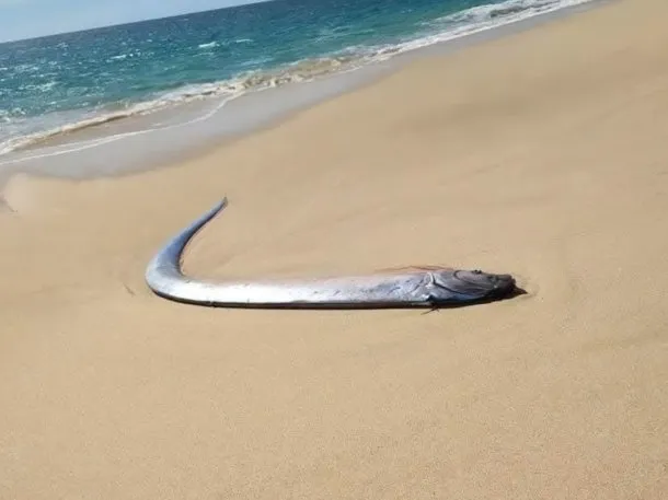 pez-del-fin-del-mundo