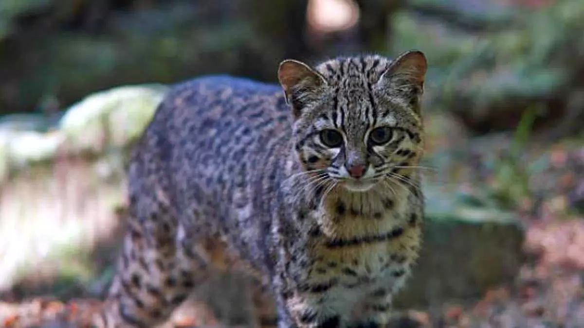 Gato-montes-Leopardus-geoffroyi-