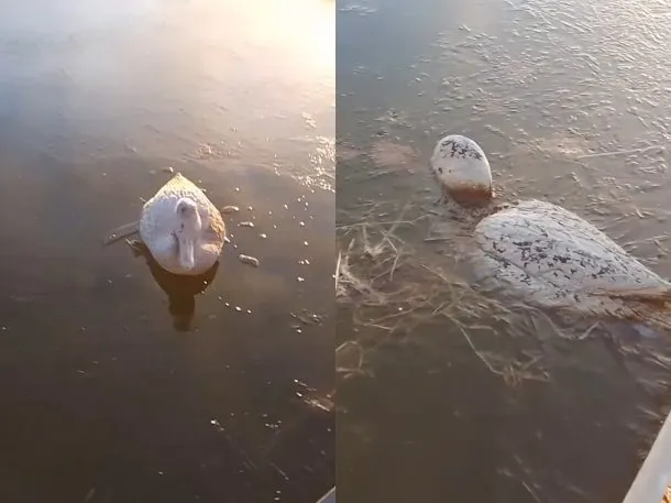patos-congelados