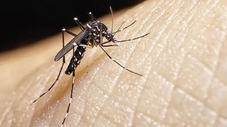 dengue-mosquito-caso-futbol-argentino