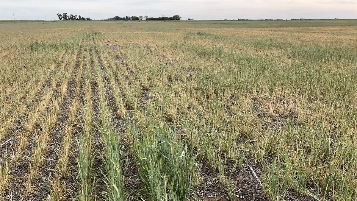 el-banco-central-anuncio-alivio-productores-afectados-la-sequia-foto-archivo