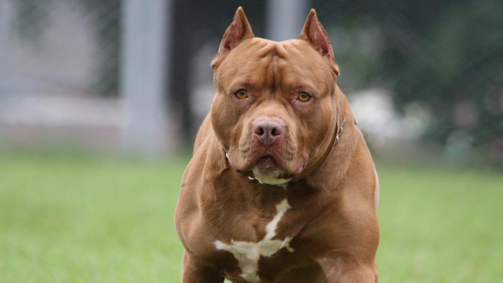 foto ilustrativa pitbull